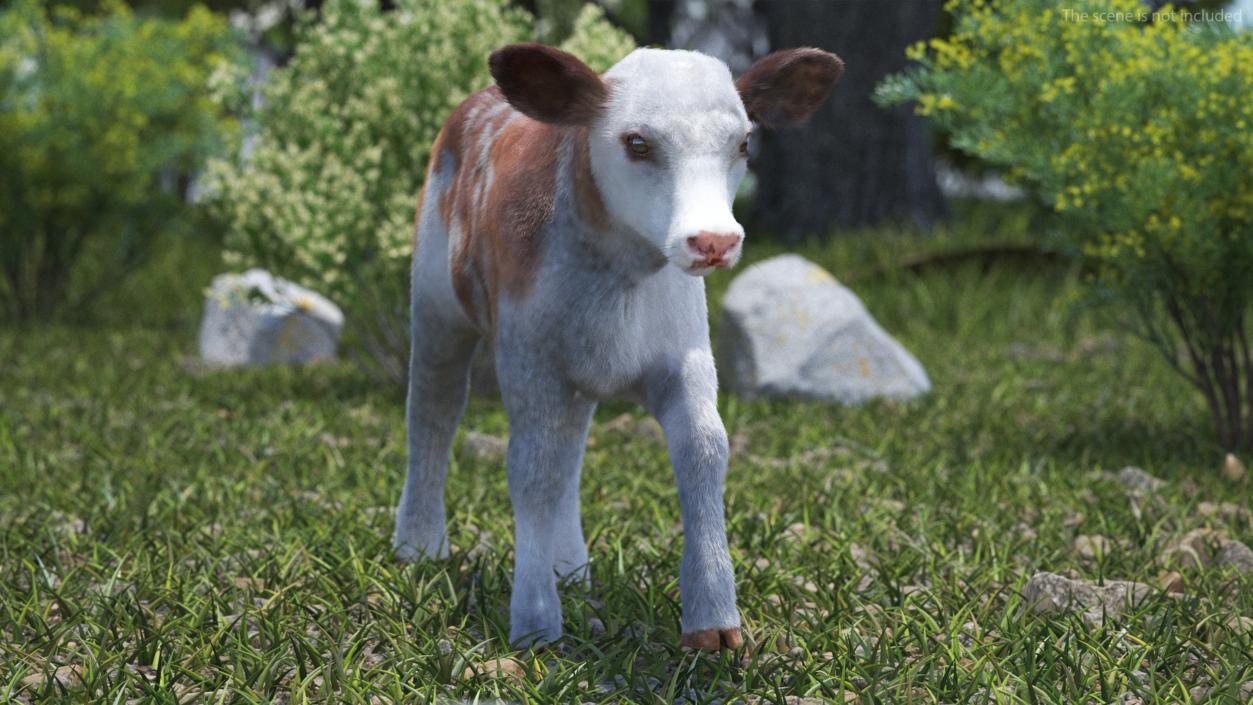 3D model Cow Calf in Walking Pose Fur 2