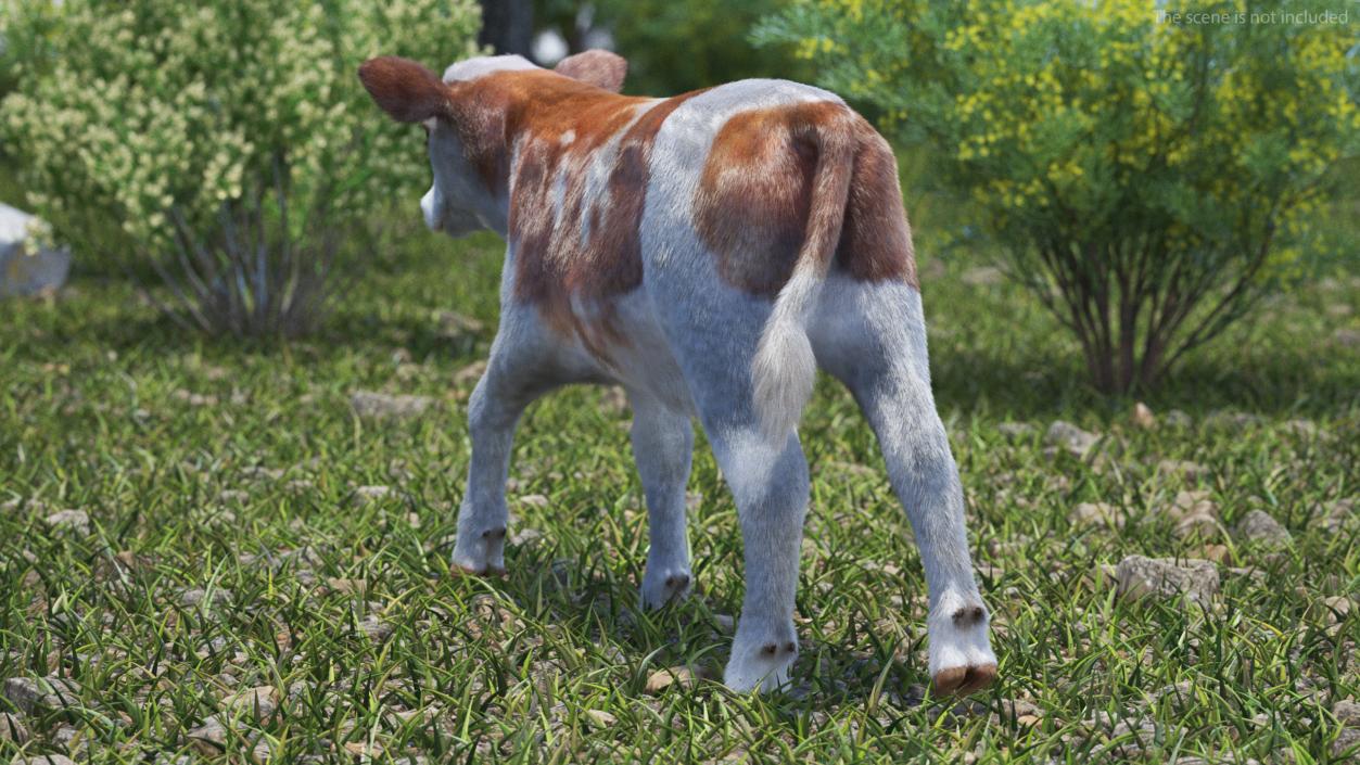 3D model Cow Calf in Walking Pose Fur 2