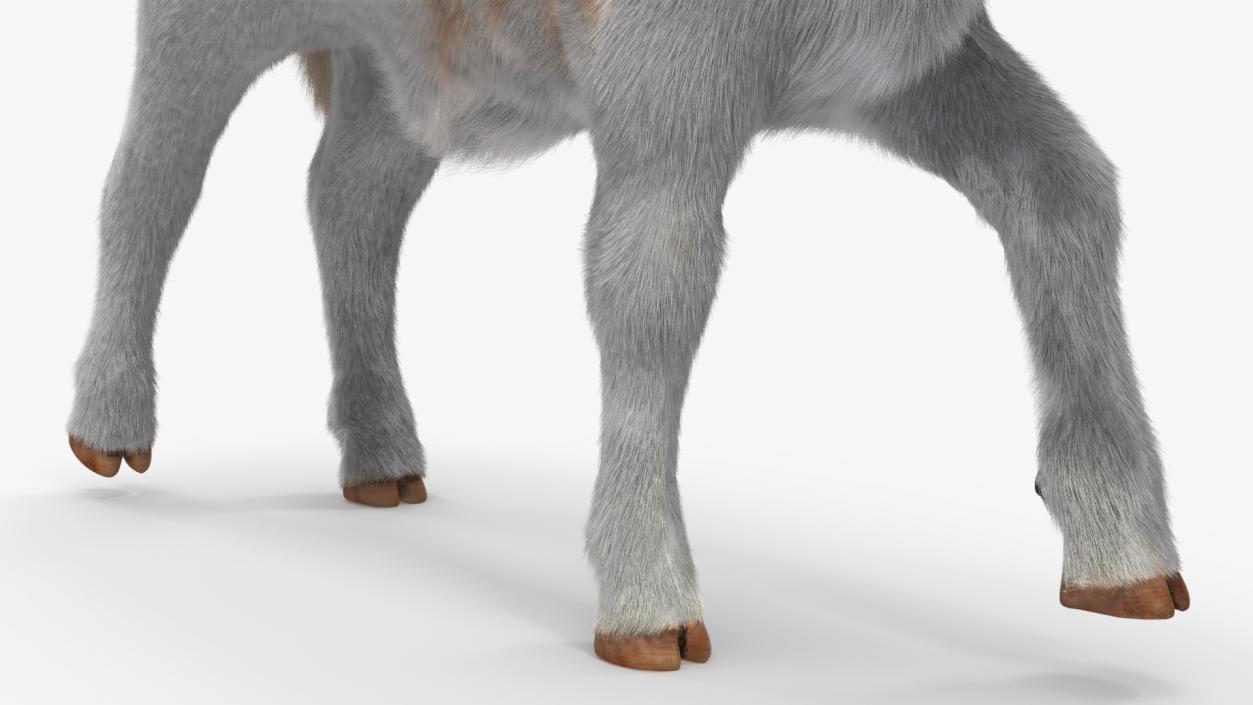 3D model Cow Calf in Walking Pose Fur 2