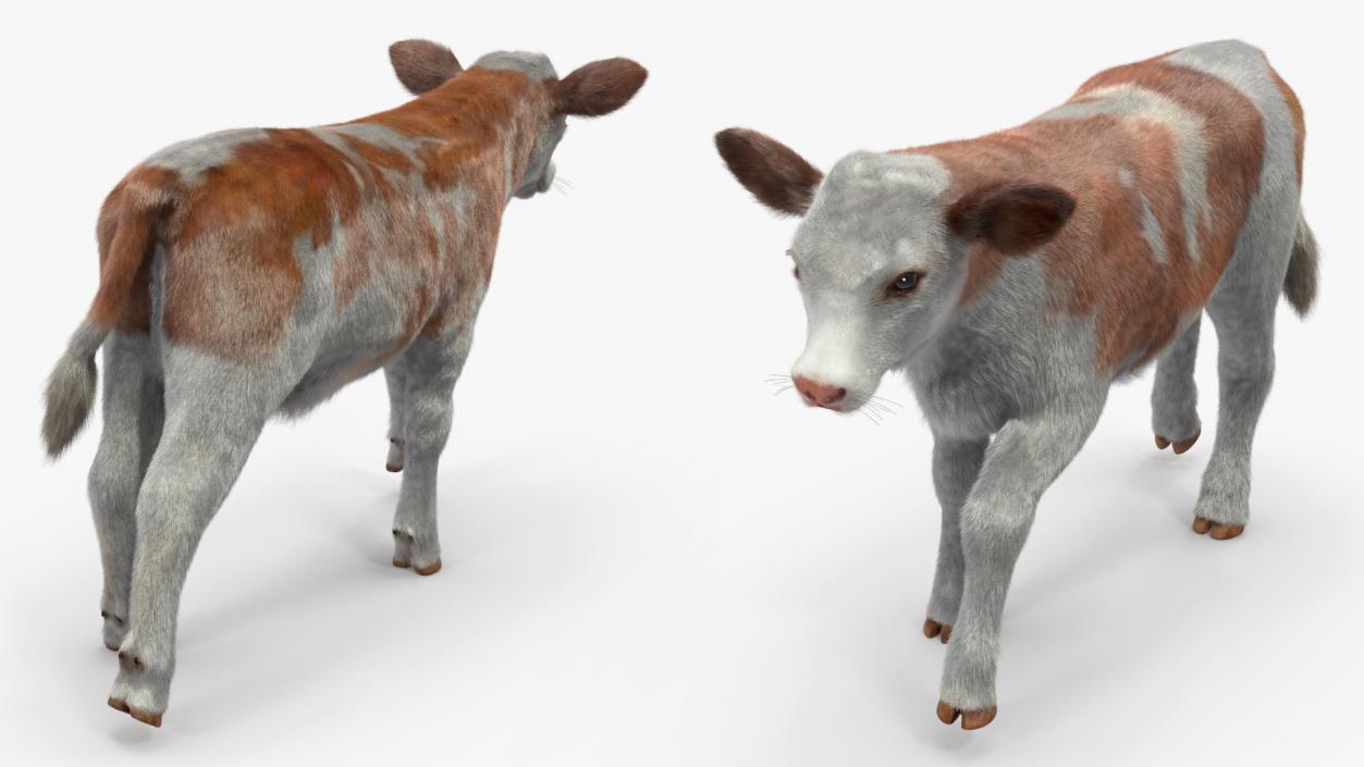 3D model Cow Calf in Walking Pose Fur 2