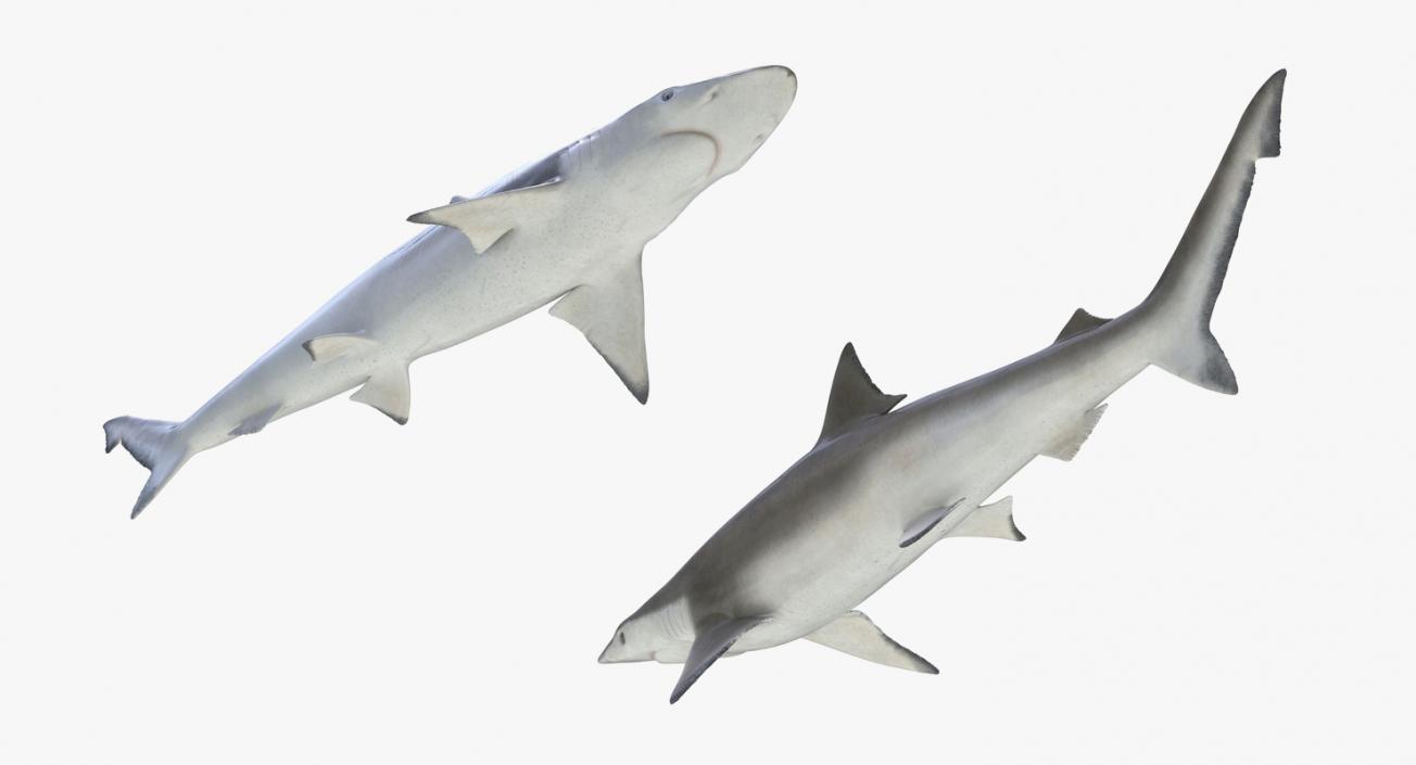 3D model Sharks Collection 11