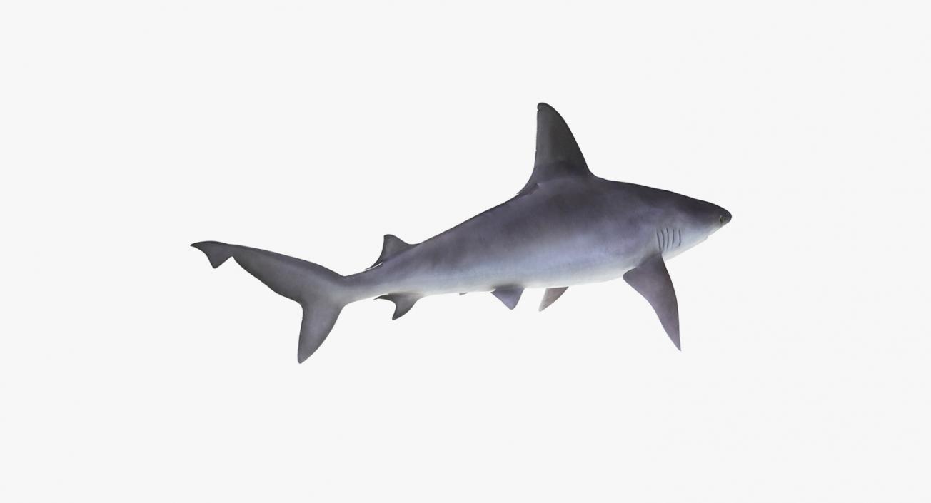 3D model Sharks Collection 11