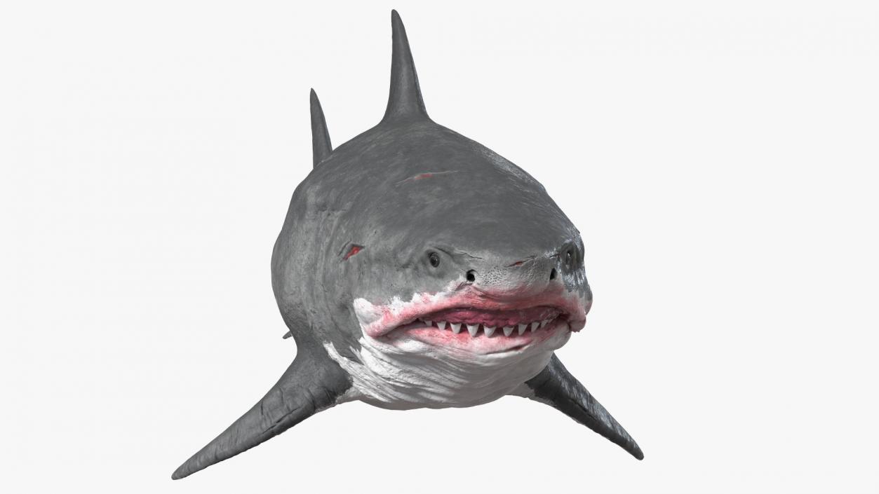 3D model Sharks Collection 11