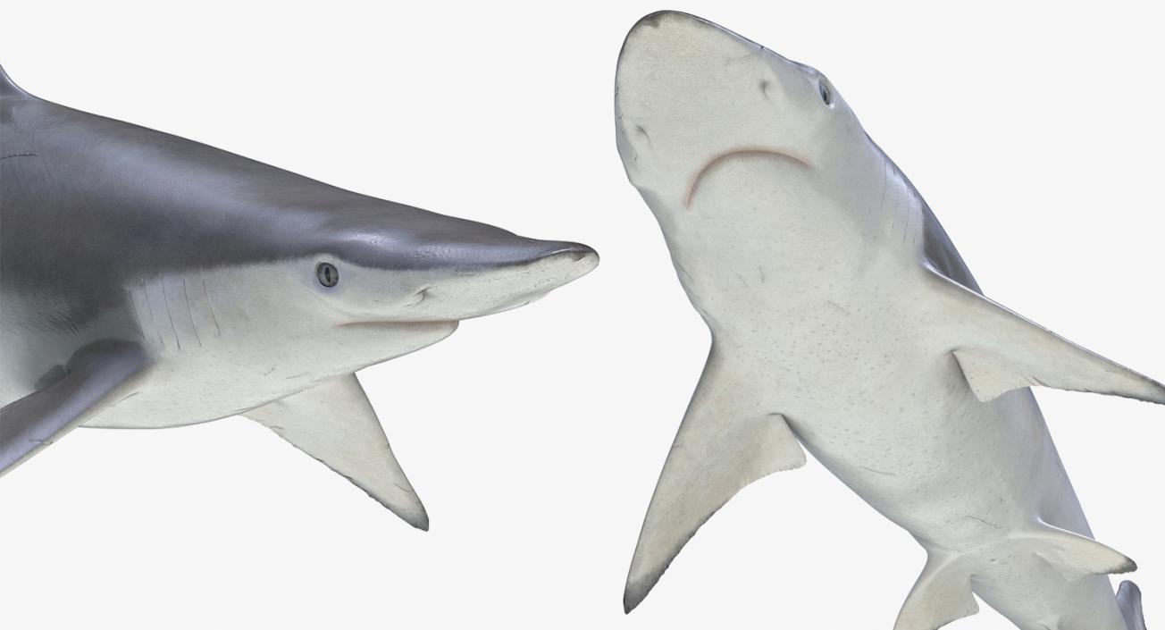 3D model Sharks Collection 11