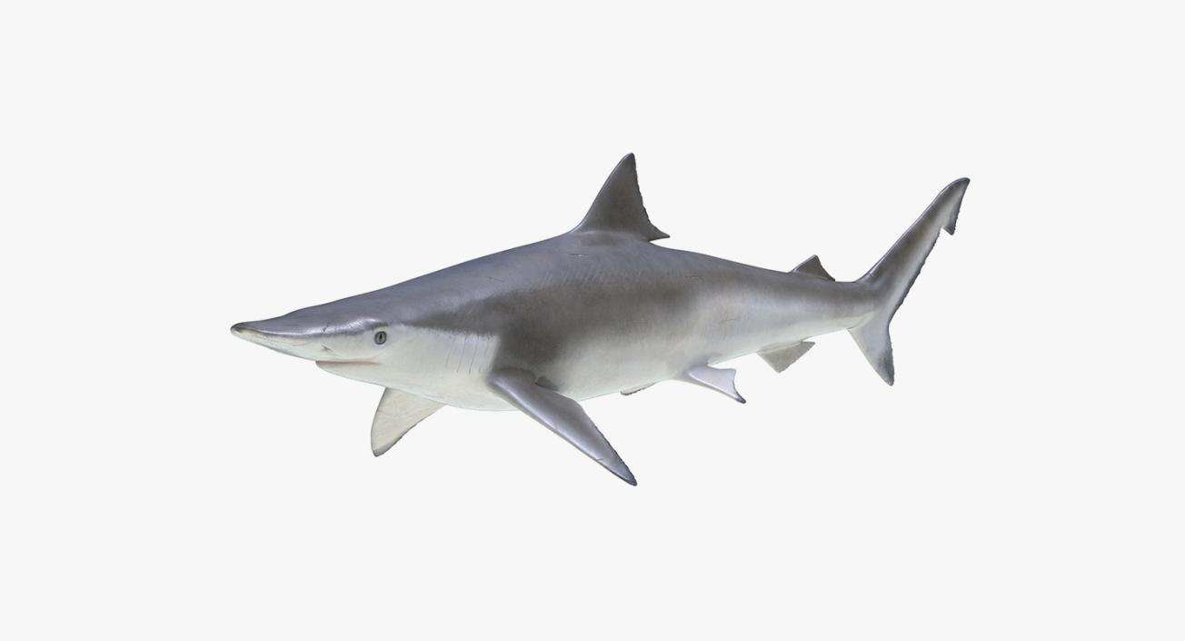 3D model Sharks Collection 11