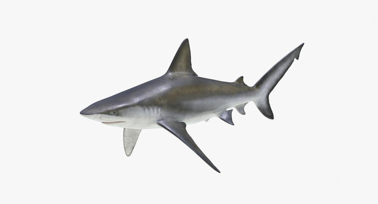 3D model Sharks Collection 11