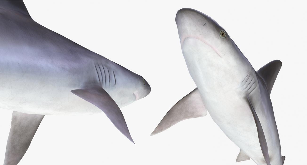 3D model Sharks Collection 11