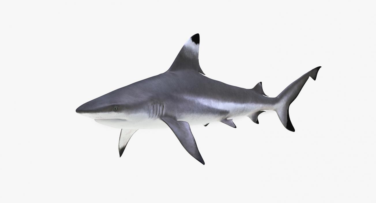 3D model Sharks Collection 11