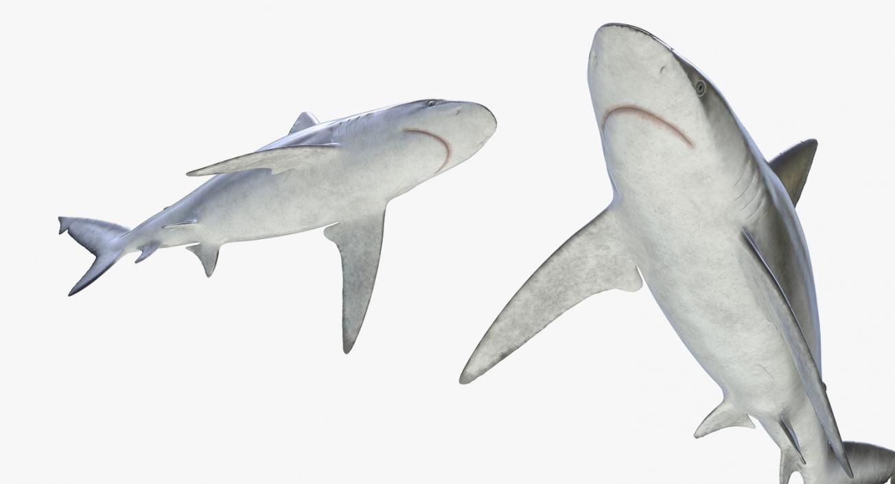 3D model Sharks Collection 11