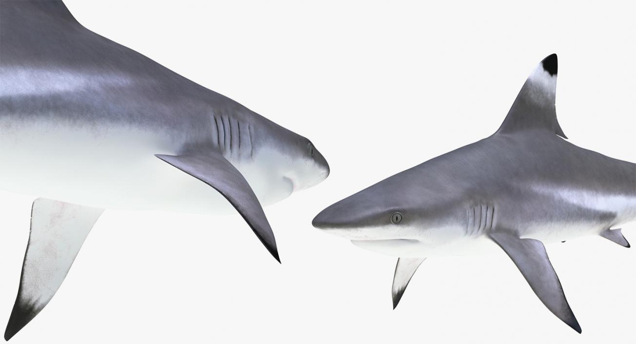 3D model Sharks Collection 11