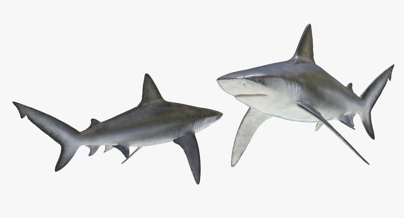 3D model Sharks Collection 11