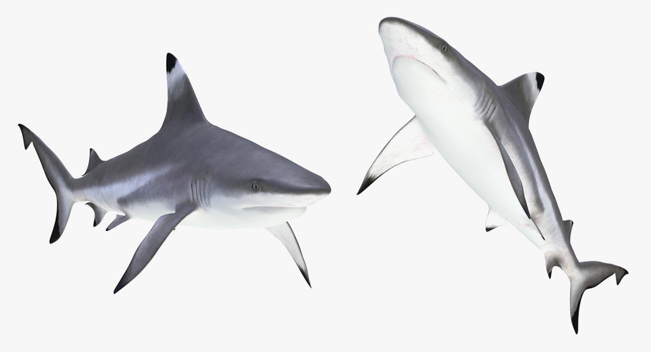 3D model Sharks Collection 11