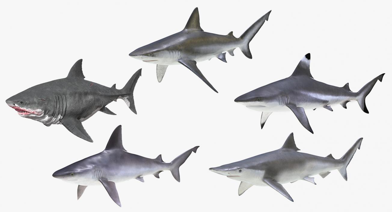 3D model Sharks Collection 11