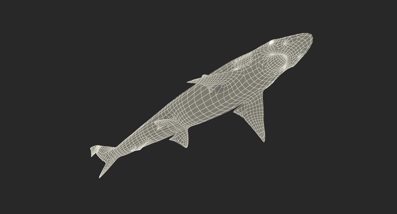 3D model Sharks Collection 11