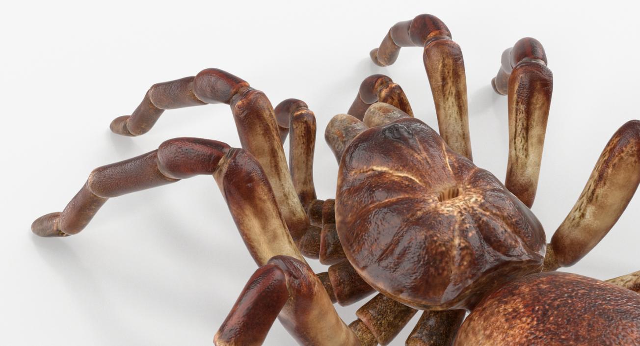 Goliath Birdeater Rigged 3D model