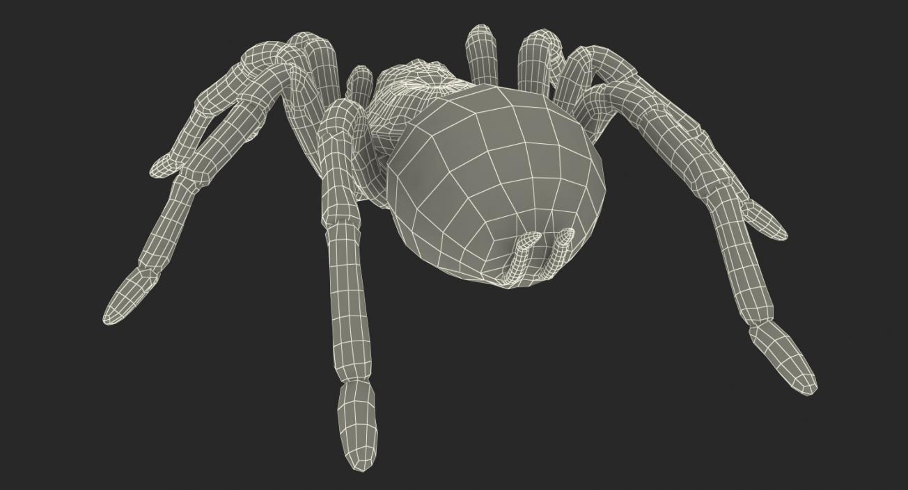 Goliath Birdeater Rigged 3D model