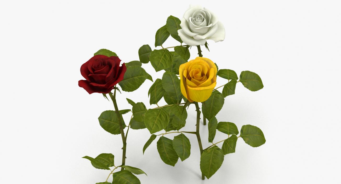 3D Roses Collection 2 model