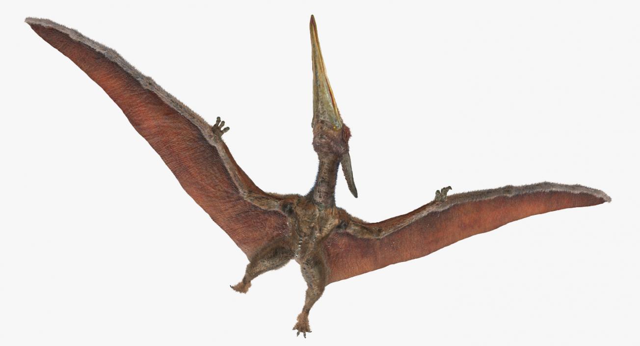 3D Pteranodon Flying Pose with Fur