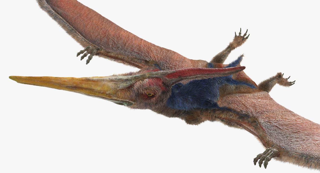 3D Pteranodon Flying Pose with Fur