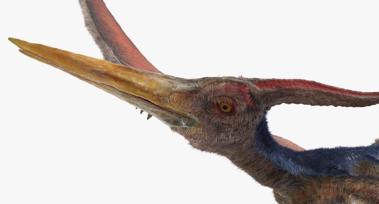 3D Pteranodon Flying Pose with Fur