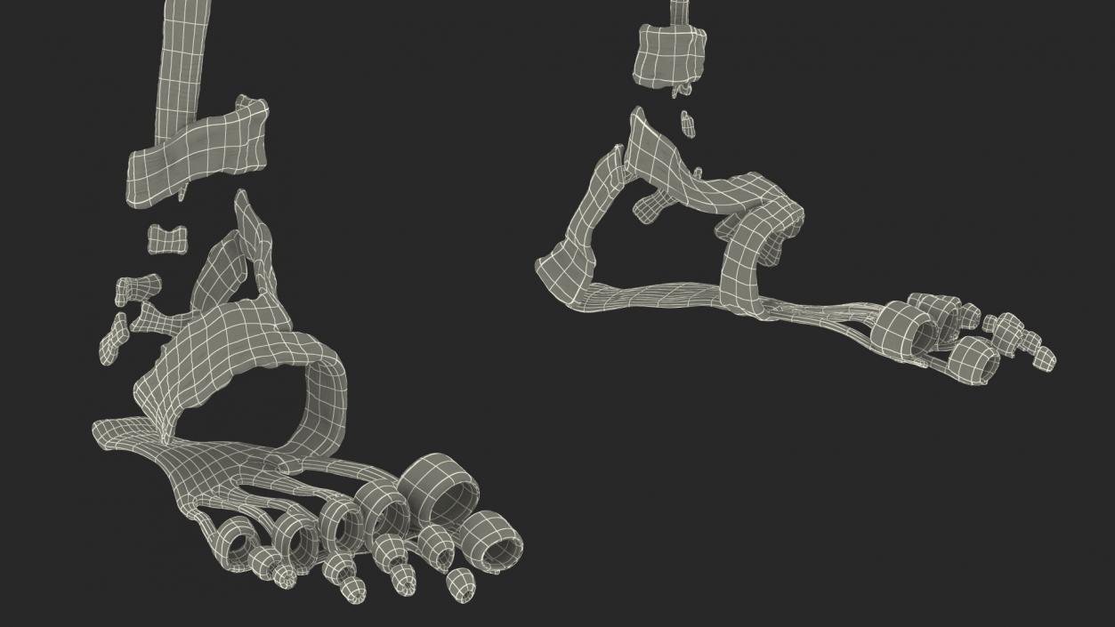 Female Musculoskeletal System Anatomy 3D