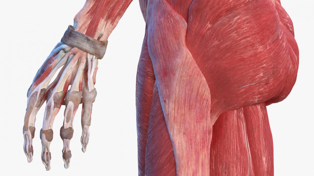 Female Musculoskeletal System Anatomy 3D