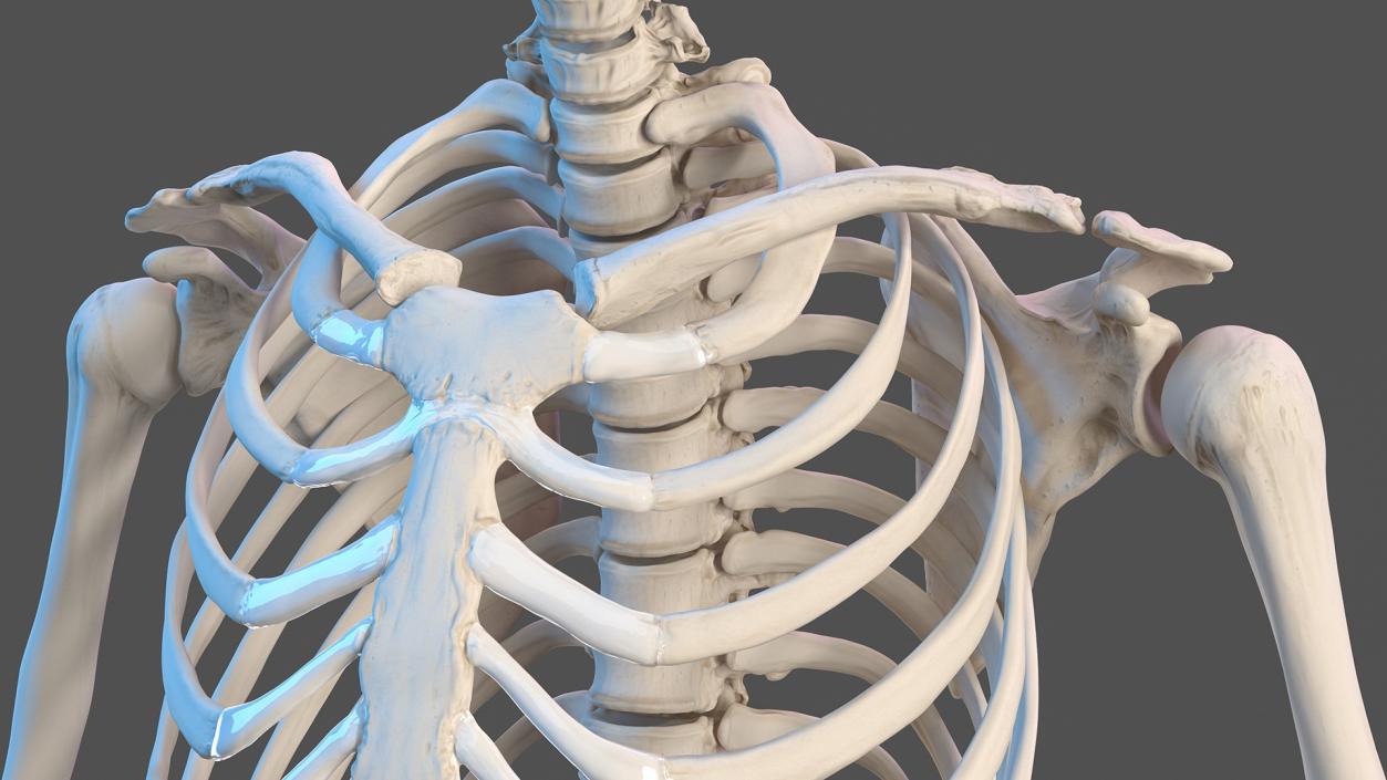 Female Musculoskeletal System Anatomy 3D