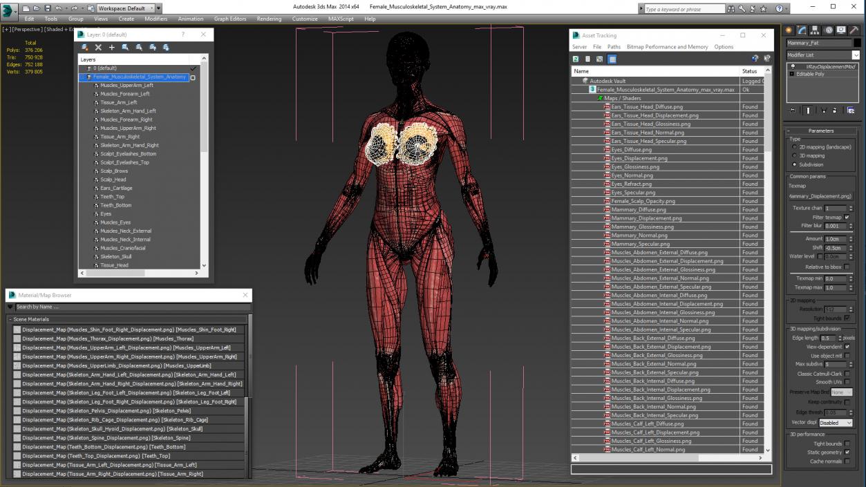 Female Musculoskeletal System Anatomy 3D