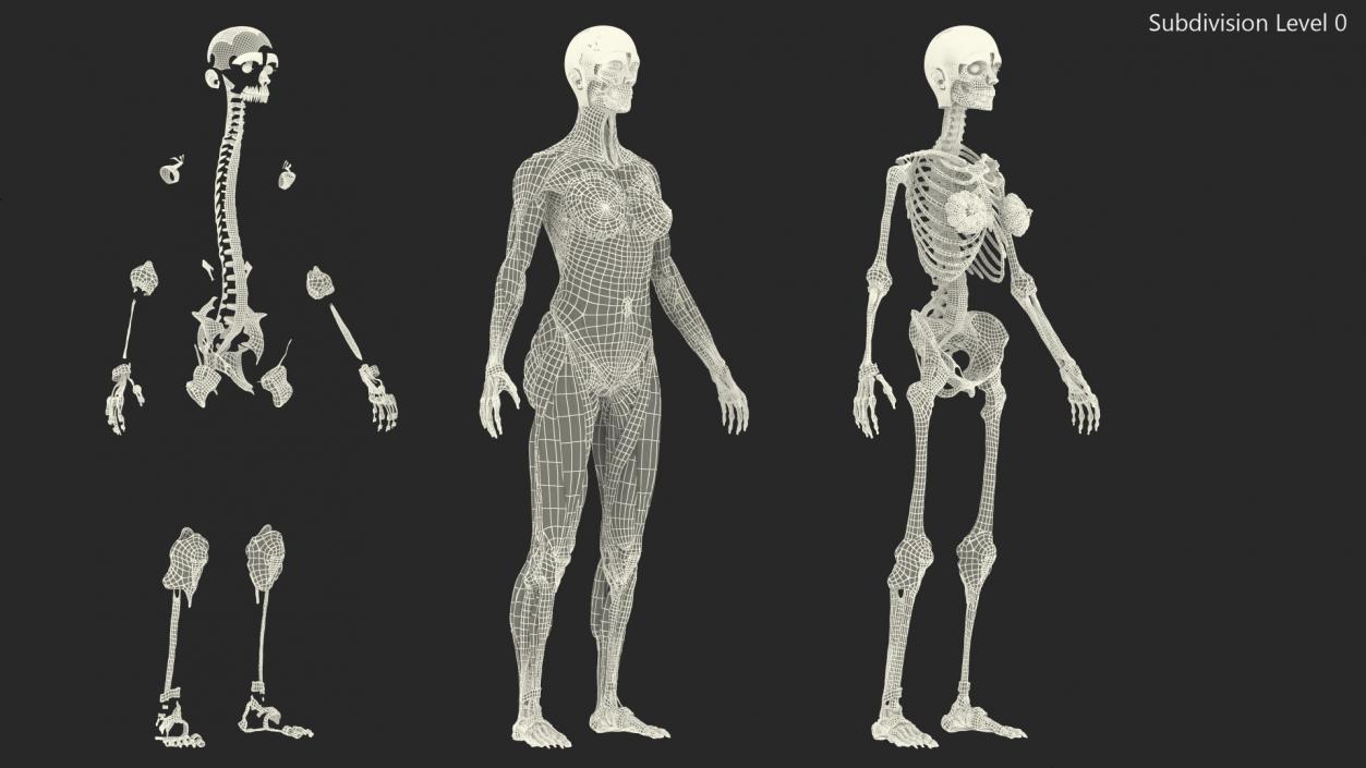 Female Musculoskeletal System Anatomy 3D