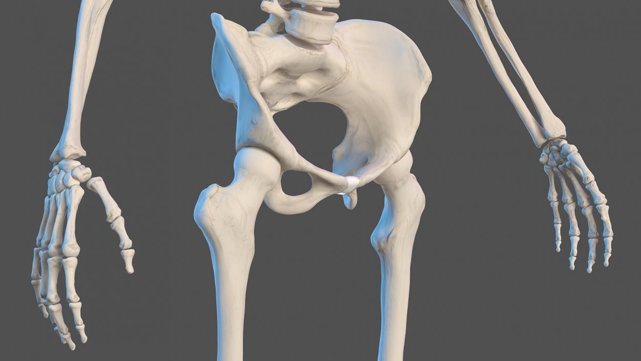 Female Musculoskeletal System Anatomy 3D