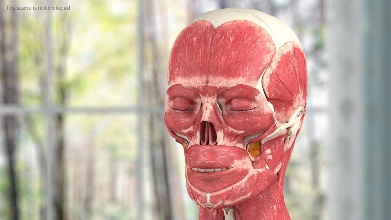 Female Musculoskeletal System Anatomy 3D