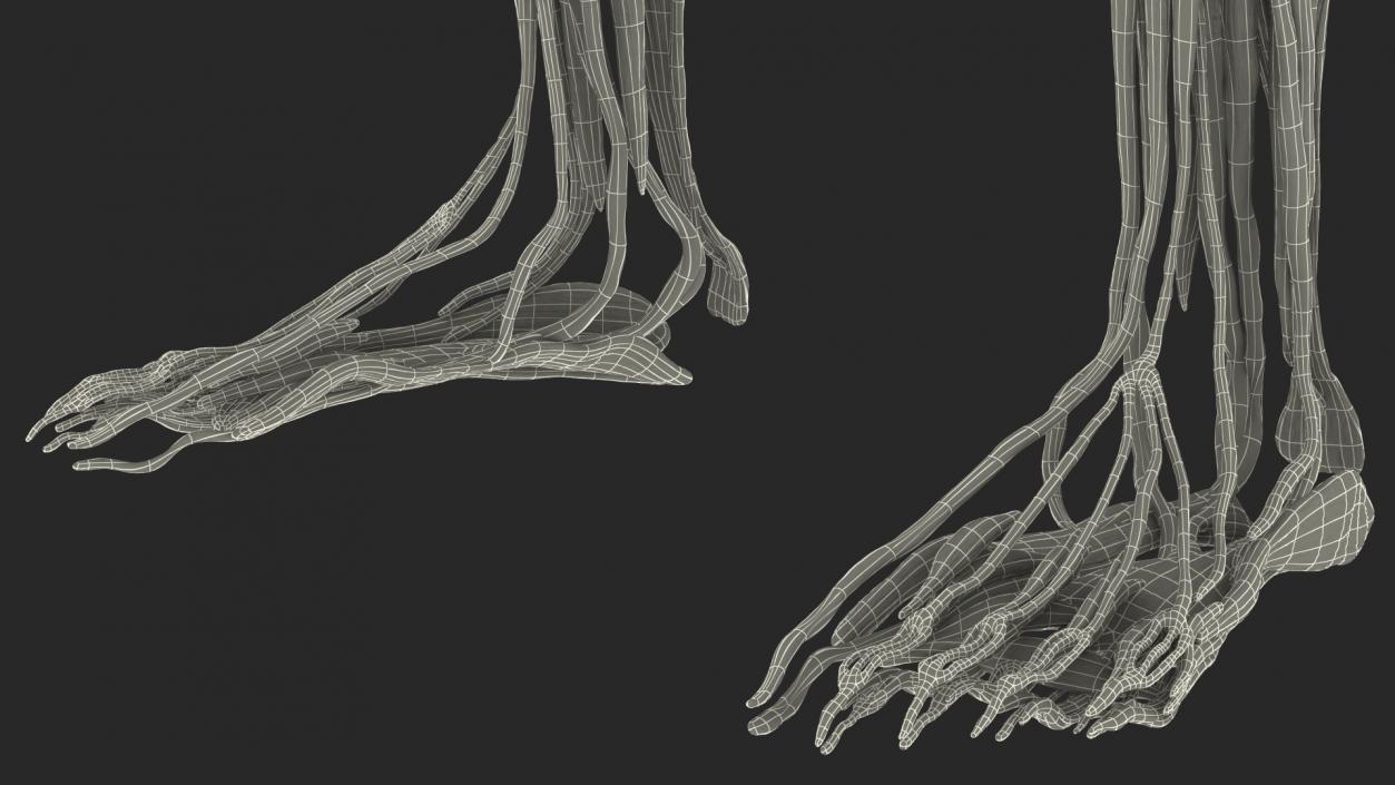 Female Musculoskeletal System Anatomy 3D