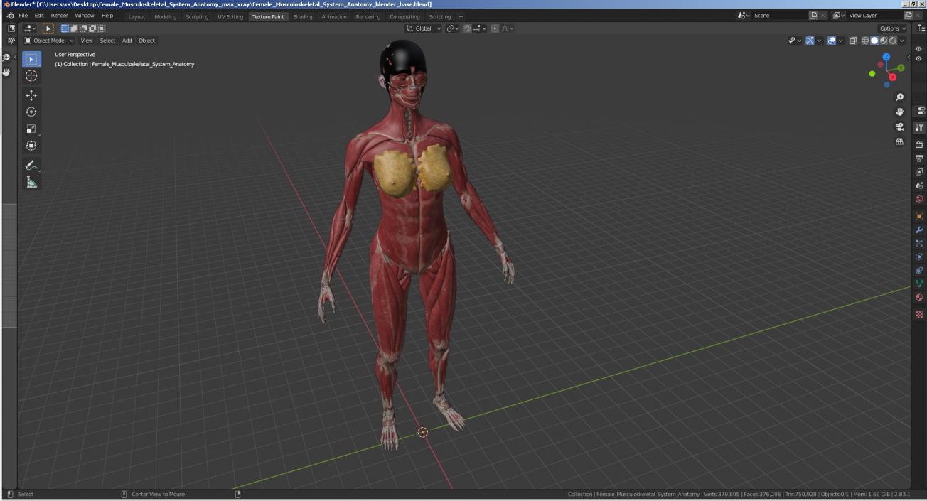 Female Musculoskeletal System Anatomy 3D