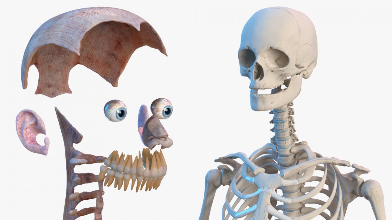 Female Musculoskeletal System Anatomy 3D