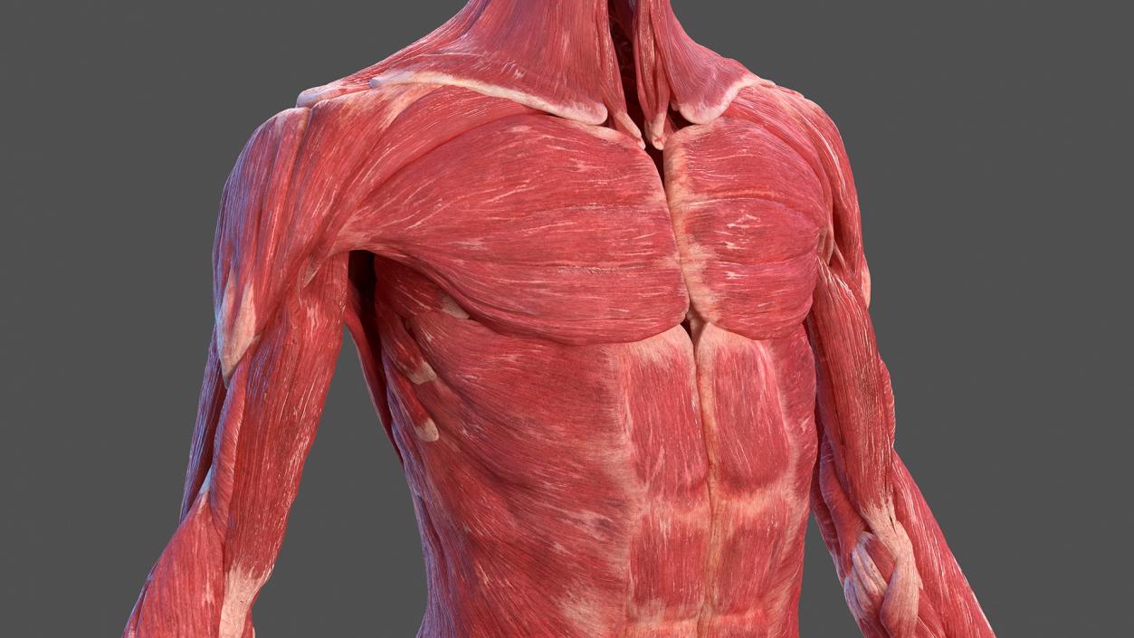 Female Musculoskeletal System Anatomy 3D