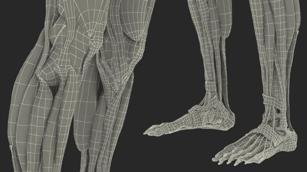 Female Musculoskeletal System Anatomy 3D