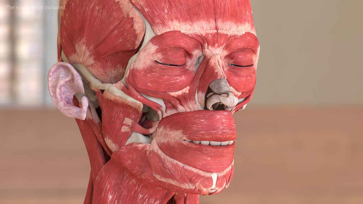 Female Musculoskeletal System Anatomy 3D