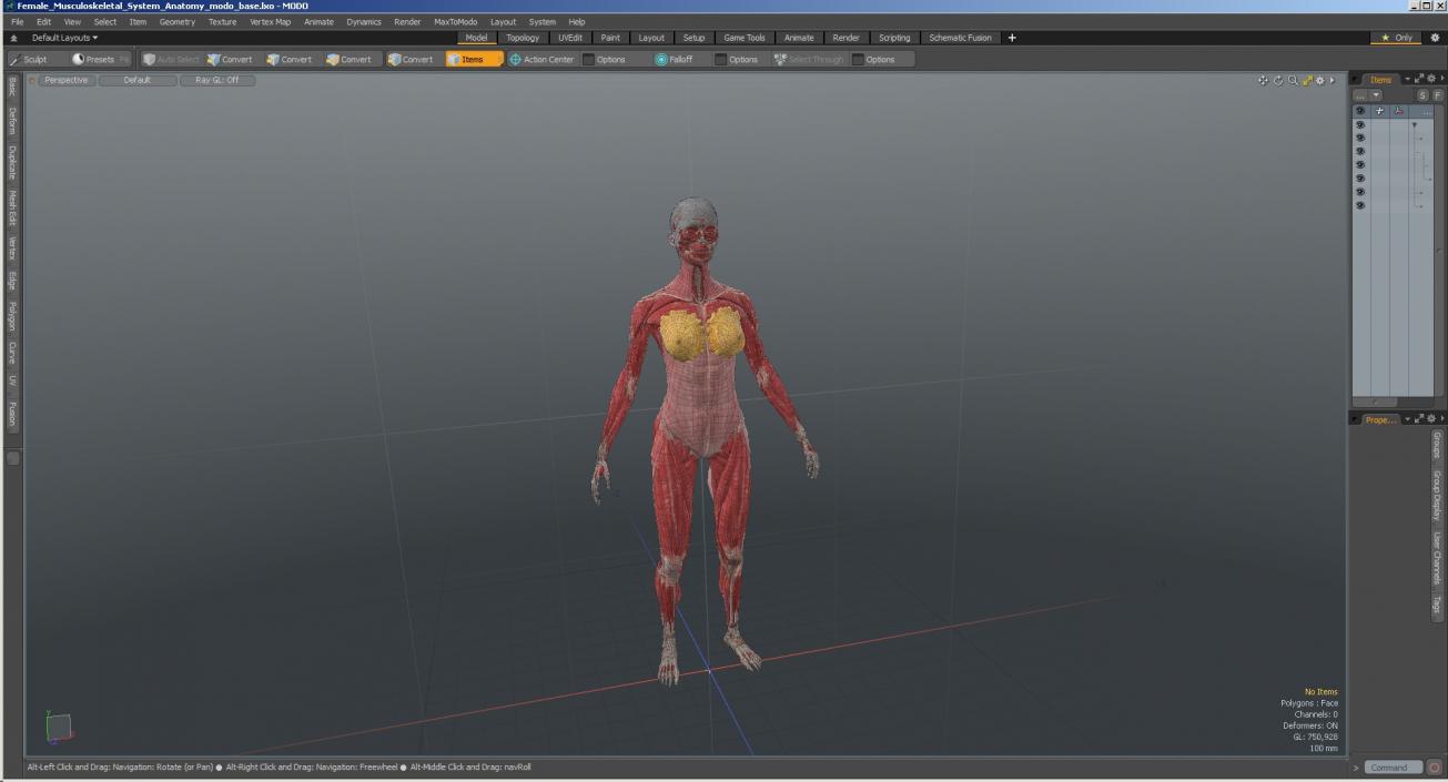 Female Musculoskeletal System Anatomy 3D