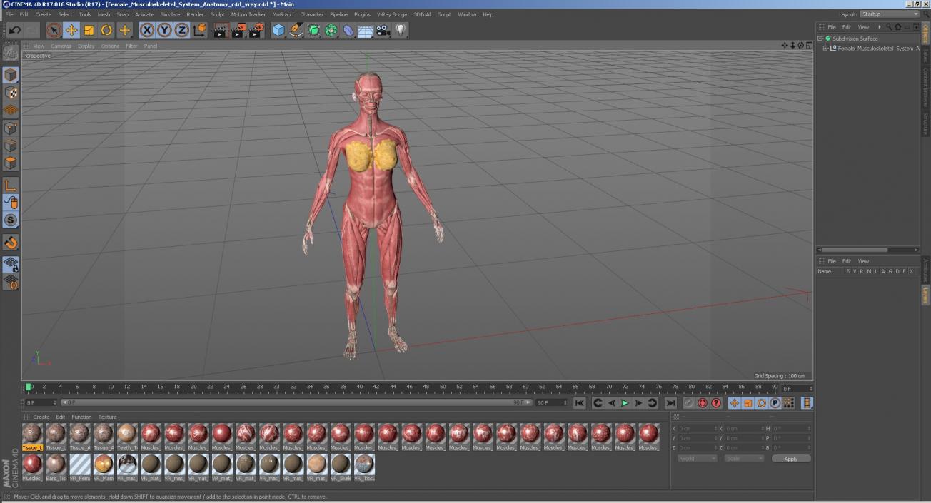 Female Musculoskeletal System Anatomy 3D