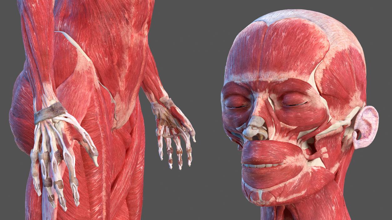 Female Musculoskeletal System Anatomy 3D