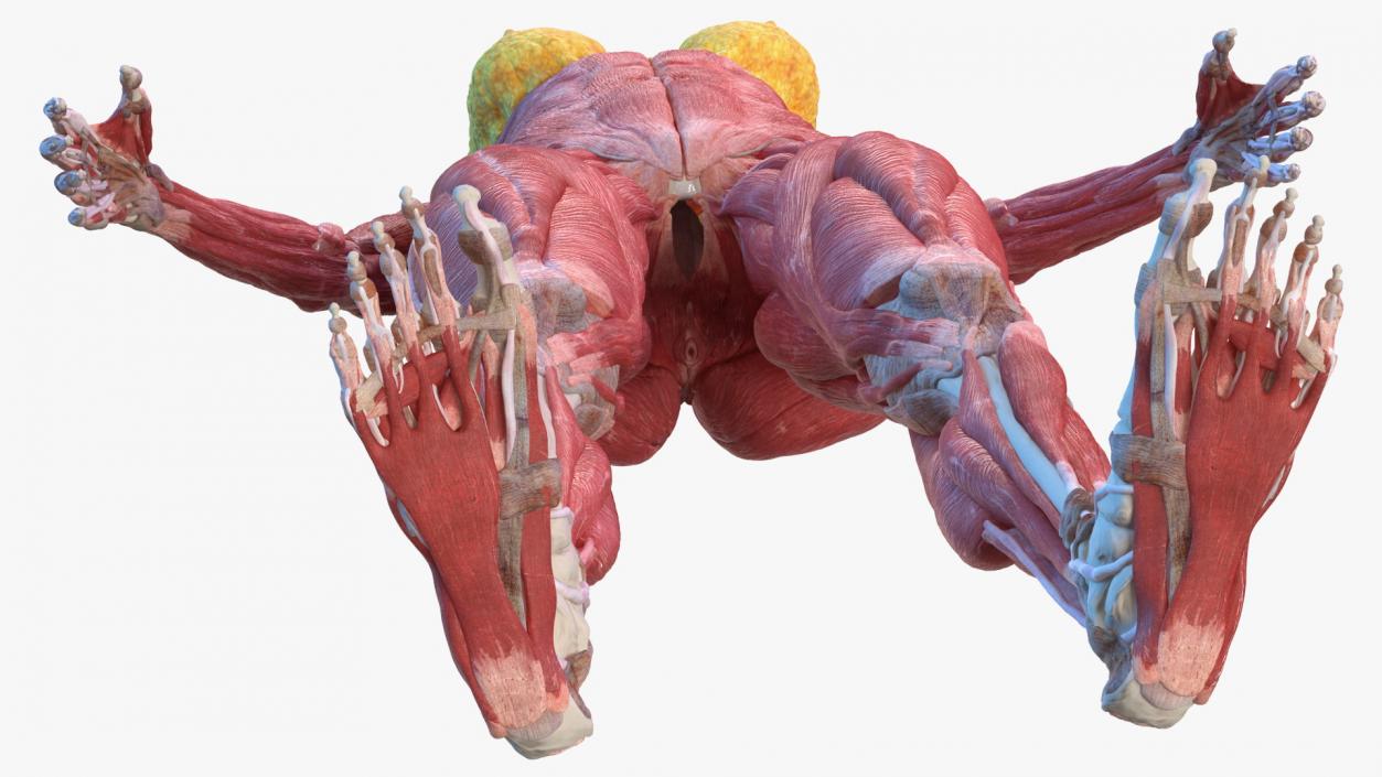 Female Musculoskeletal System Anatomy 3D