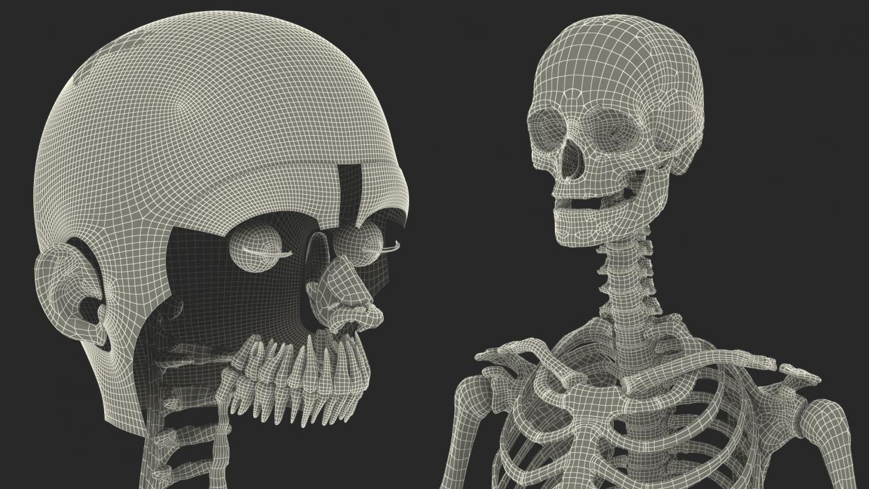 Female Musculoskeletal System Anatomy 3D