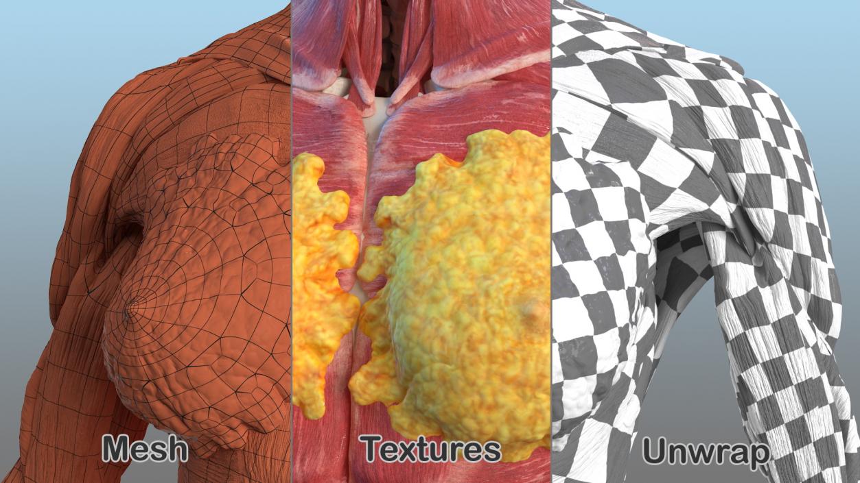 Female Musculoskeletal System Anatomy 3D