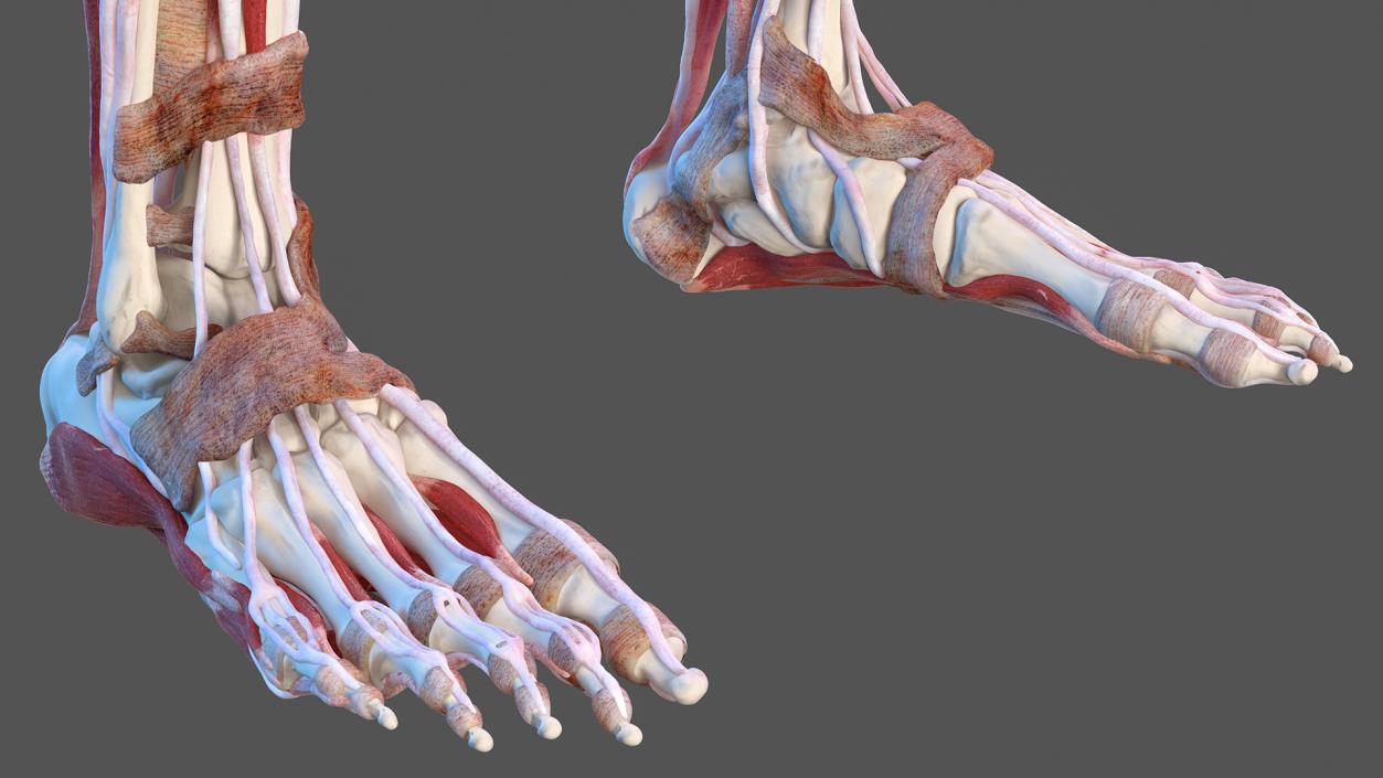 Female Musculoskeletal System Anatomy 3D