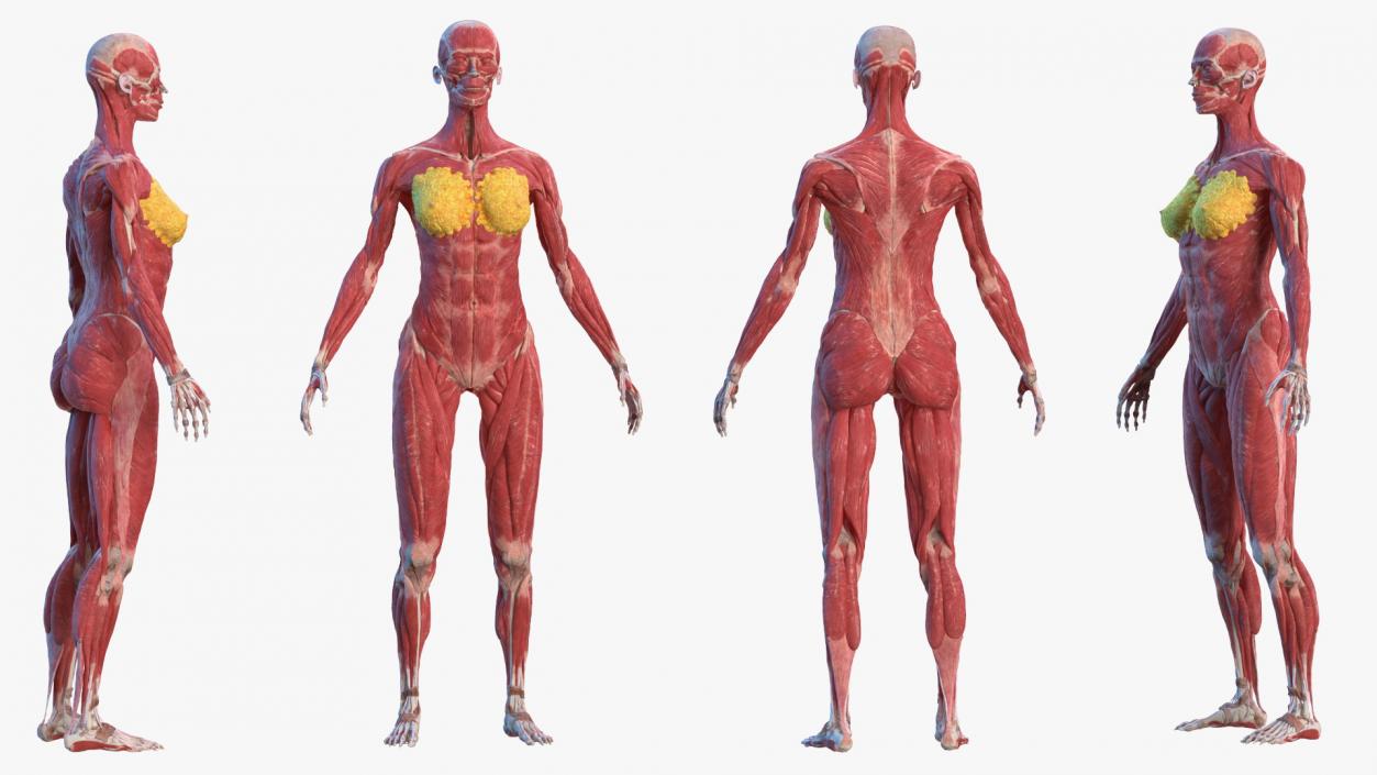 Female Musculoskeletal System Anatomy 3D