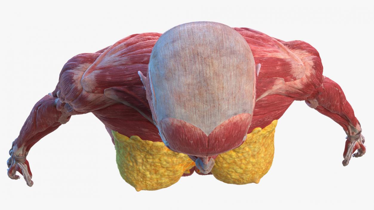 Female Musculoskeletal System Anatomy 3D