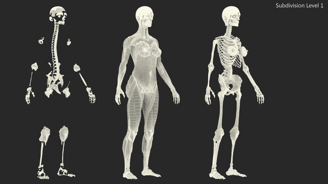 Female Musculoskeletal System Anatomy 3D