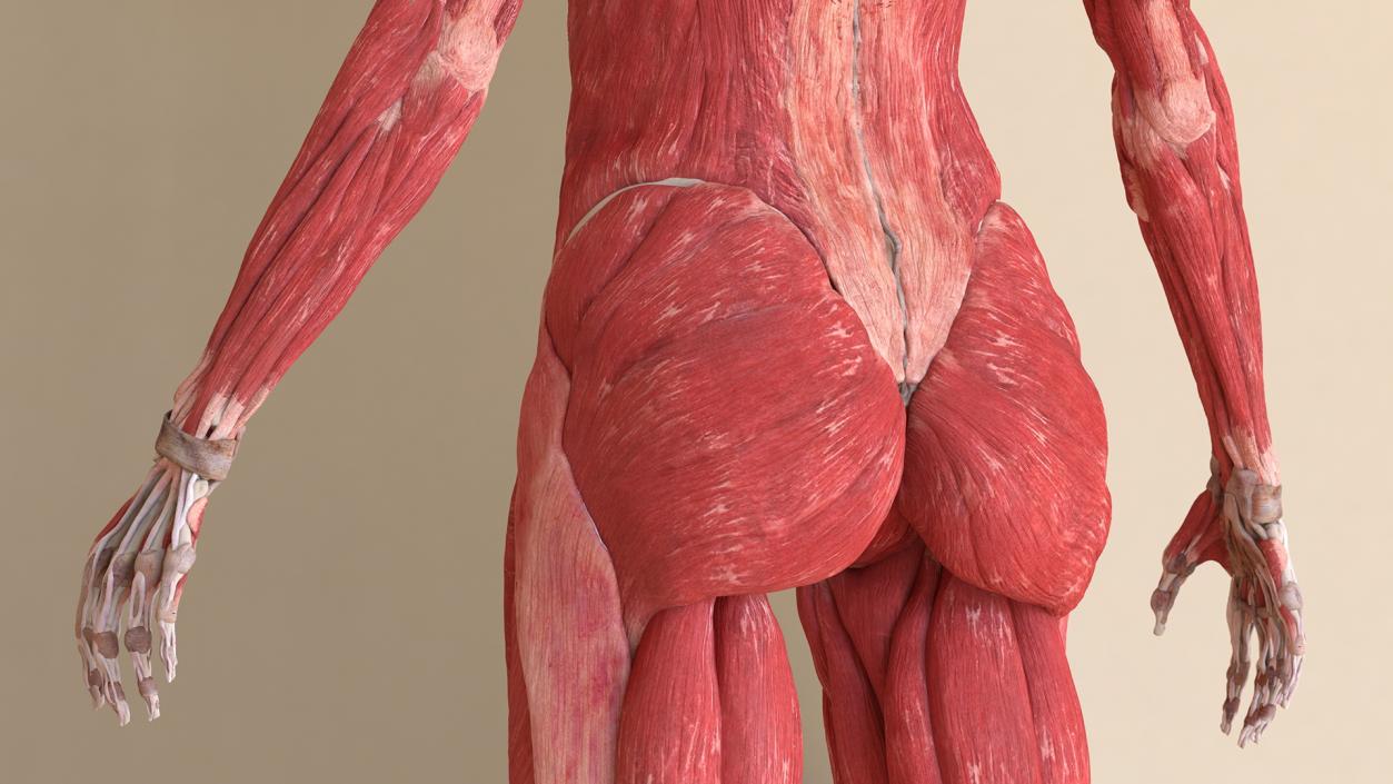 Female Musculoskeletal System Anatomy 3D