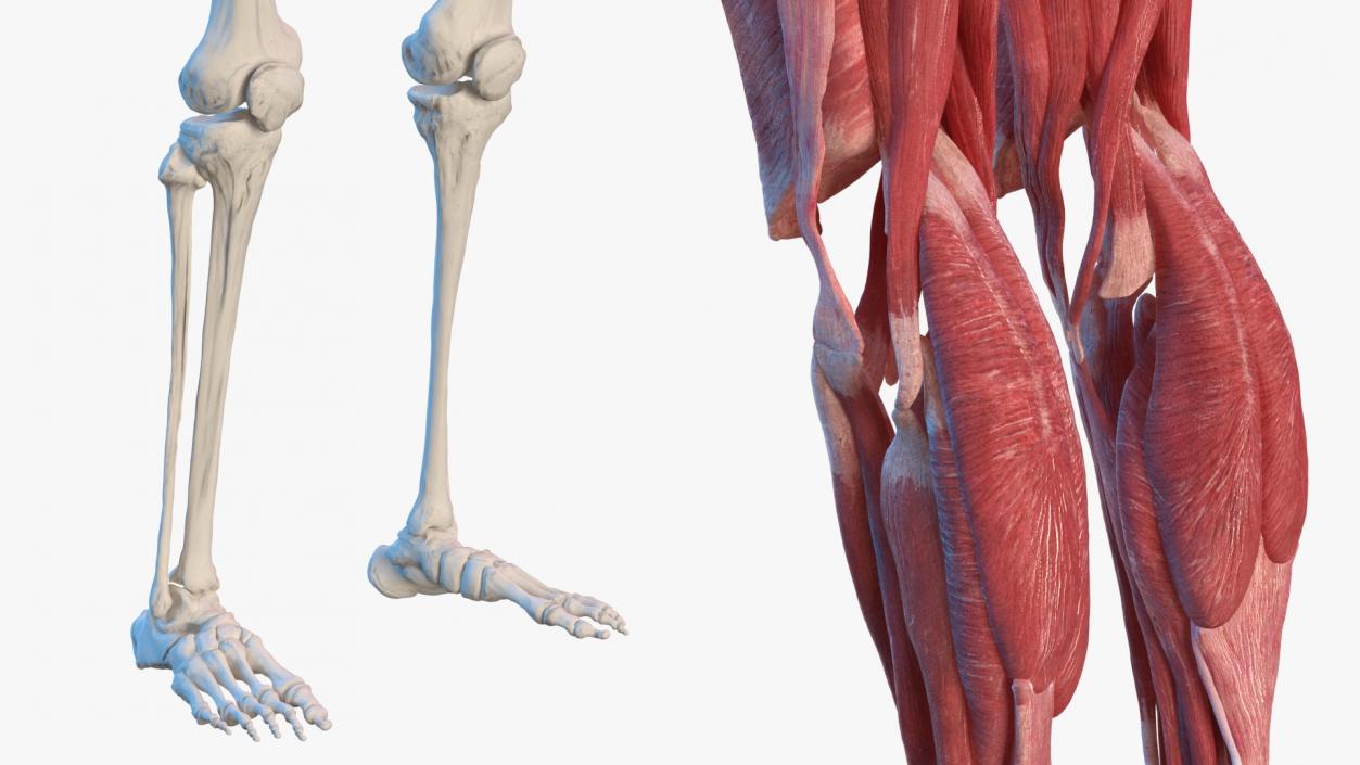 Female Musculoskeletal System Anatomy 3D