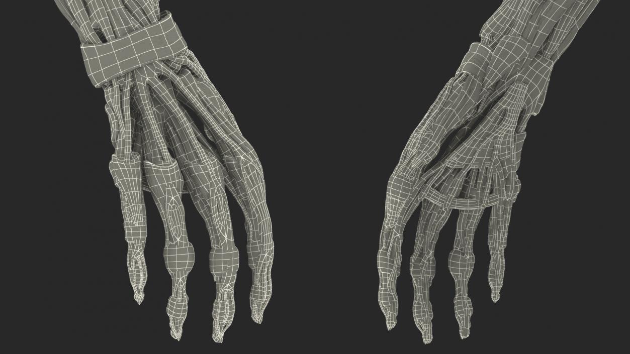 Female Musculoskeletal System Anatomy 3D